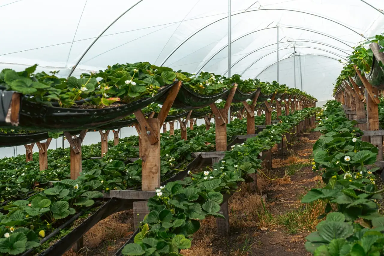 cultivo de fresas