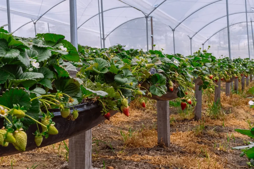 fresas en altura