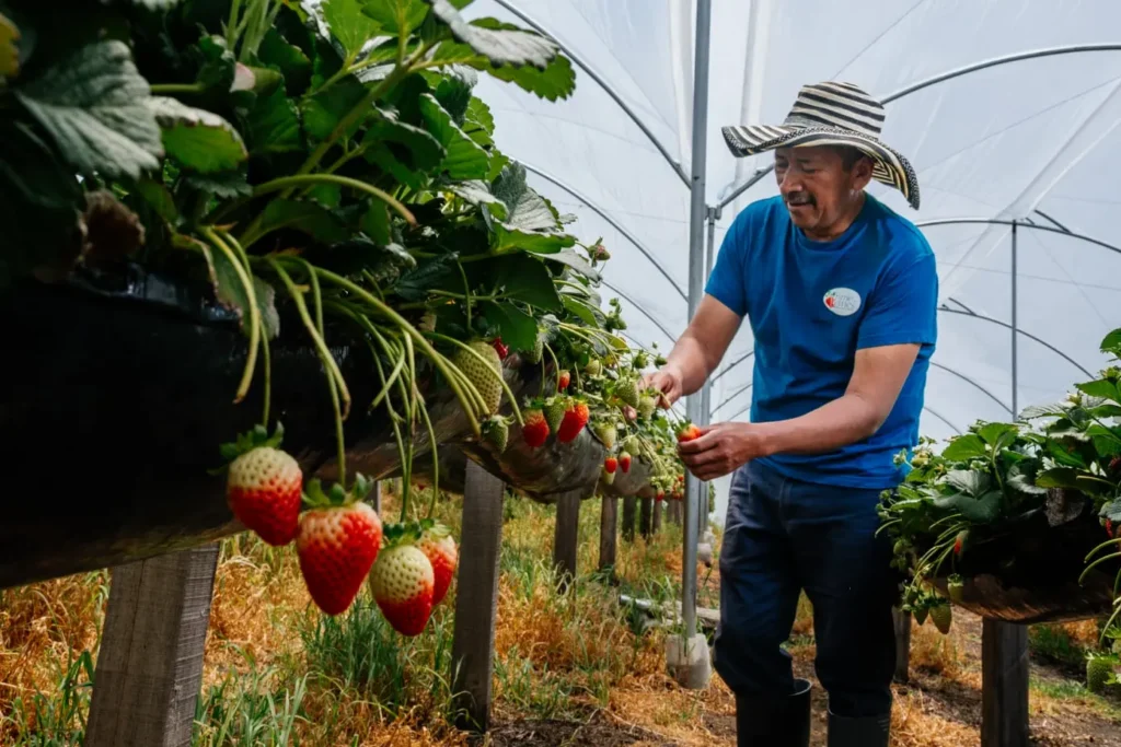 Recolector de fresas